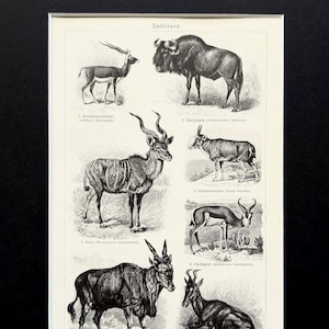 May include: A framed vintage print displaying detailed monochrome illustrations of different antelope species. The drawings, labelled in German, depict the animals in various poses. A classic piece for wildlife enthusiasts.