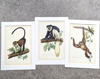 May include: Three framed botanical prints featuring detailed illustrations of monkeys. The prints showcase monkeys in various poses, perched on branches with lush green foliage. The frames are white, and the artwork has a vintage aesthetic.