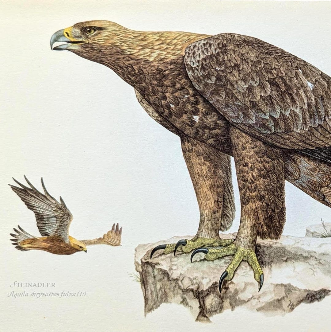 Golden Eagle Vintage Bird Print From 1952, Eagle Original Lithograph ...