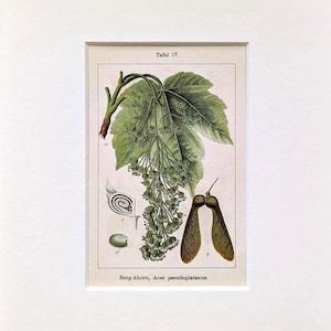 Könnte beinhalten: Vintage botanischer Druck eines Bergahorns. Der Druck zeigt detaillierte Illustrationen von Blättern, Samen und Blüten, mit dem Text "Tafel 17" oben. Der wissenschaftliche Name "Berg-Ahorn, Acer pseudoplatanus" ist unten aufgedruckt.
