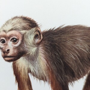 Capuchin monkey original print from 1959 vintage poster primates old illustration image 4