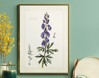 Blue monkshood original print from 1959 vintage poster medicinal plant botanical illustration