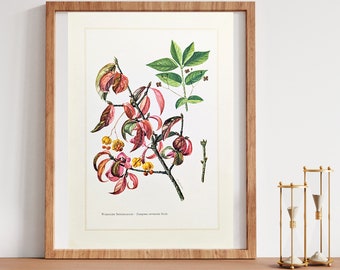 Spindle bush original print from 1959 vintage poster poisonous plants botanical illustration