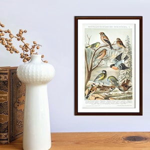 Songbirds antique lithograph from 1893 vintage poster original birds old illustration