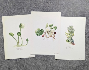 Botanical Lithograph Vintage Plants 1954 Wall Art Set of 3