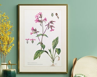 Red campion original print from 1959 vintage poster medicinal plant botanical illustration