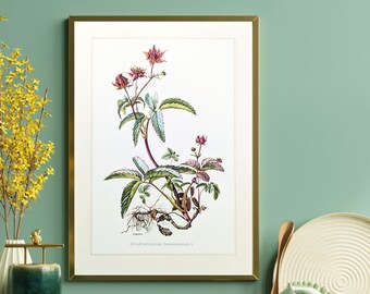 Swamp Bloodeye original print from 1959 vintage poster medicinal plant botanical illustration