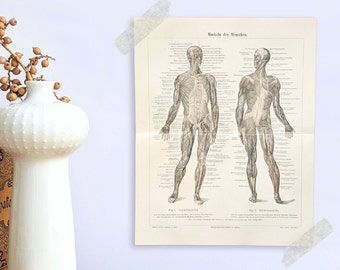 Muscles antique lithograph from 1927 vintage poster original medicine anatomy