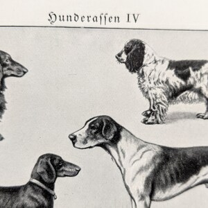 Dog breeds original print from 1927 vintage poster dogs lithograph greyhound image 8