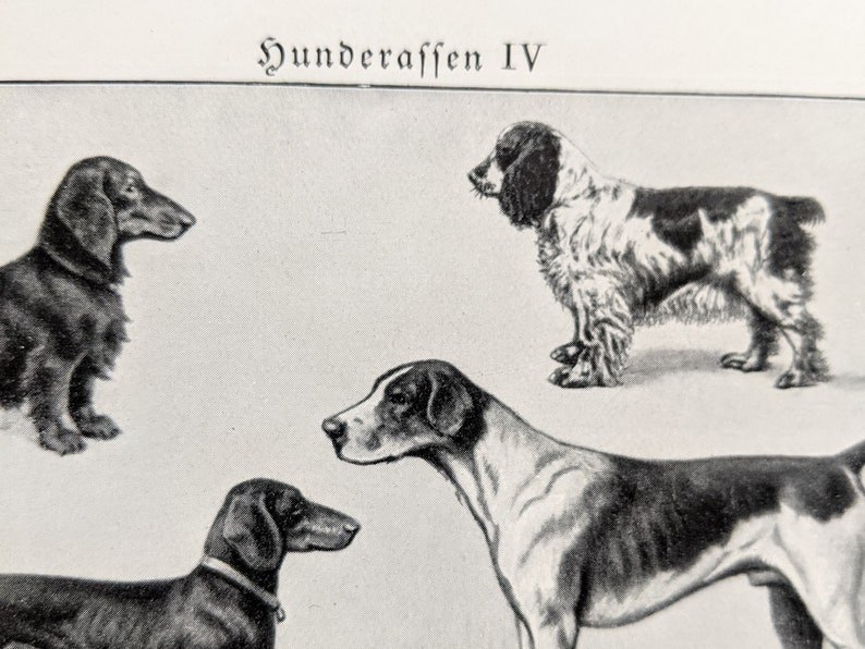 Dog breeds original print from 1927 vintage poster dogs lithograph greyhound image 8