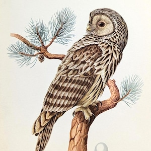 May include: A detailed illustration of an owl perched on a tree branch. The owl has brown and white patterned feathers, a light-coloured face, and large, dark eyes. The branch has green pine needles and a small pine cone.