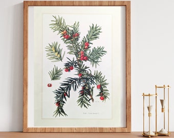 Yew original print from 1959 vintage poster wild plant botanical picture
