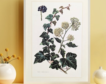 Ivy original print from 1959 vintage poster wild plant botanical illustration