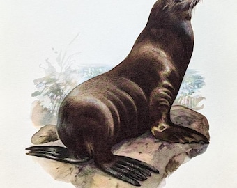May include: A vintage illustration of a brown seal sitting on a rock, with its head and whiskers raised. The artwork features a watercolor style with soft shading and a light background. The seal's fur appears smooth and glossy.