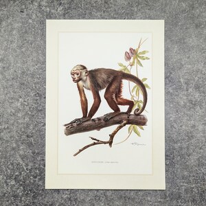 Capuchin monkey original print from 1959 vintage poster primates old illustration image 3