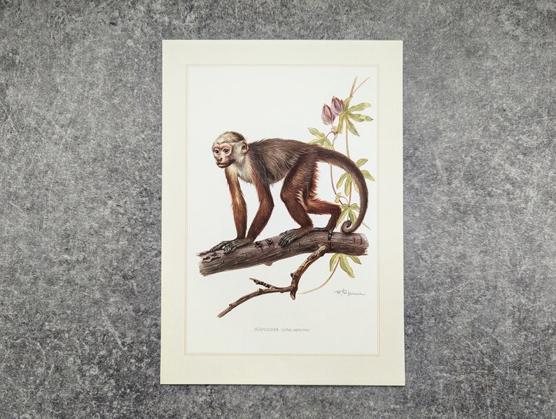 Capuchin monkey original print from 1959 vintage poster primates old illustration image 3
