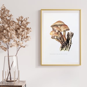 Sparrige Schüppling botanical print from 1959 vintage poster original edible mushroom illustration