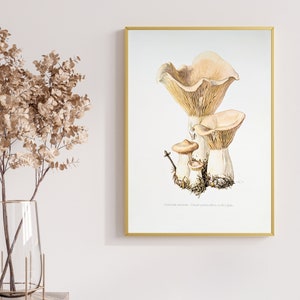 Monk's head botanical print from 1959 vintage poster original edible mushroom illustration