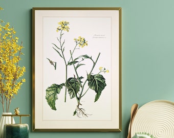 Field mustard historical print from 1959 vintage poster original wild plant botanical illustration