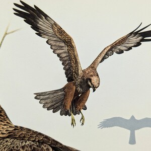 Marsh Harrier impression originale de 1952 affiche vintage oiseau de proie vieille illustration image 5