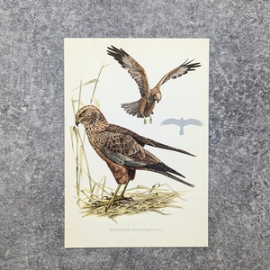 Marsh Harrier original print from 1952 vintage poster bird of prey old illustration image 3