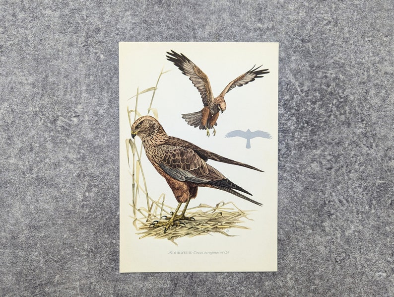 Marsh Harrier original print from 1952 vintage poster bird of prey old illustration image 3