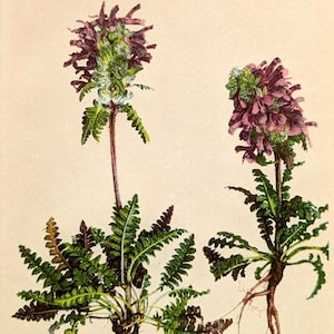 Antieke plantenprint van luiskruid uit 1897, geneeskrachtige kruiden, originele lithografie, botanische illustratie, wilde plant, cadeau voor tuinier