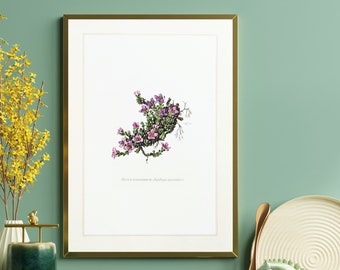 Impression originale de Saxifrage de 1959 illustration botanique de plante de jardin d’affiche vintage