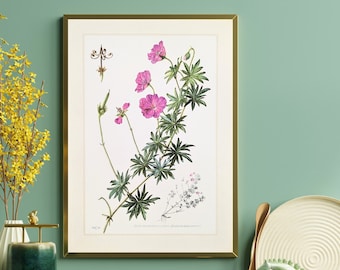 Geranium original print from 1959 vintage poster wildflowers illustration