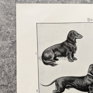 Dog breeds original print from 1927 vintage poster dogs lithograph greyhound image 5