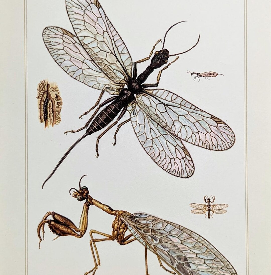 Catchy Vintage Insects Print From 1956 Old Illustration Flies Antique ...
