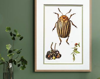 Colorado potato beetle original print from 1961 vintage poster insects old illustration