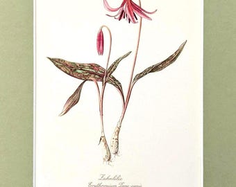 May include: Botanical illustration of a pink and white Fawn Lily flower, Erythronium Dens-canis, with a curved stem and a closed bud. The leaves are long and speckled with green and brown. The text "Zahnlilie" and "Erythronium Dens-canis" are at the bottom.