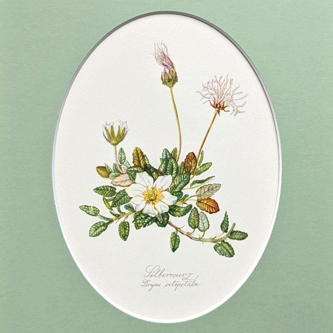 Silverweed vintage flower print from 1954, original lithograph, wildflower antique illustration with passe-partout, wild plants