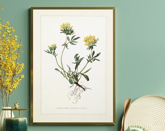 Echter Wundklee originaler Druck von 1959 vintage Poster Heilpflanze botanische Illustration