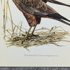 Marsh Harrier impression originale de 1952 affiche vintage oiseau de proie vieille illustration image 7