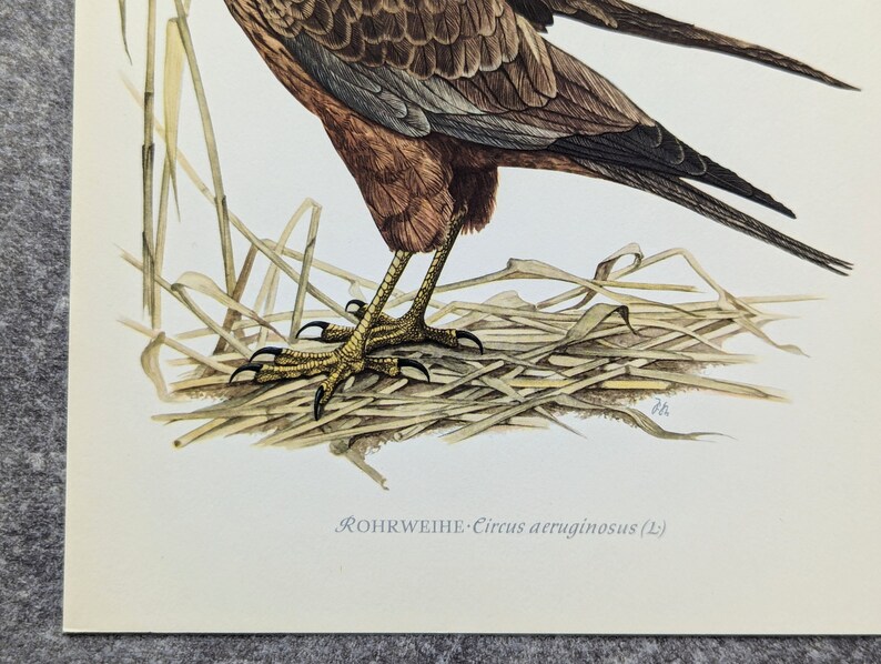 Marsh Harrier impression originale de 1952 affiche vintage oiseau de proie vieille illustration image 7