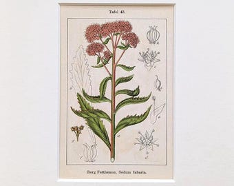 Flora Deutschlands