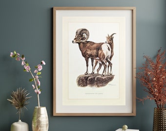 Impression originale de mouflon d’Amérique de 1959 affiche vintage illustration ancienne de mouton sauvage