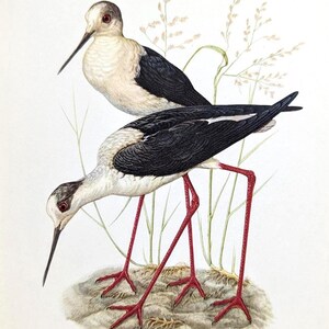 Stilt walker vintage bird print from 1952 wading bird original lithograph water bird antique illustration with passe-partout waders