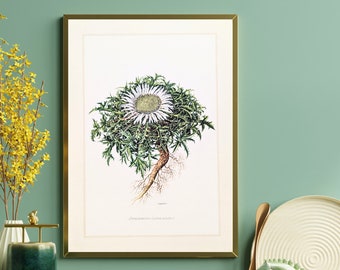 Silver thistle original print from 1959 vintage poster wild plants botanical illustration