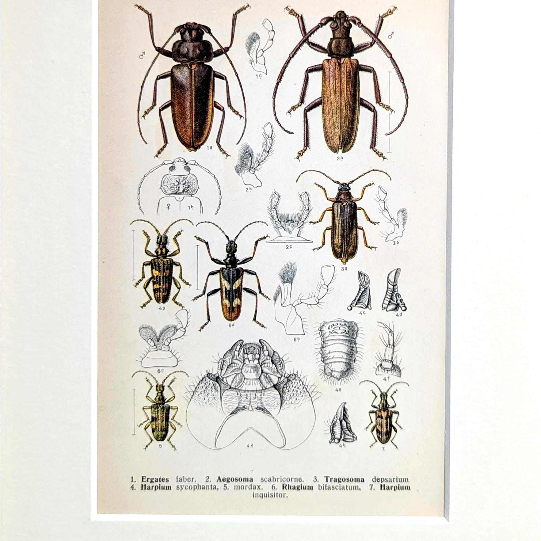 カミキリムシのアンティーク昆虫プリント、1908年のオリジナルイラスト 