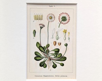 Może przedstawiać: Oprawiony botaniczny nadruk przedstawiający szczegółową ilustrację rośliny stokrotki, w tym jej korzenie, liście i różne etapy rozwoju kwiatu. Nadruk ma białą obwódkę i niemiecki tekst.