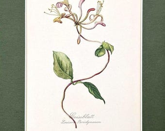May include: Botanical illustration of a honeysuckle plant, featuring delicate pink and yellow flowers, green leaves, and a winding stem. The artwork is set against a white background with the text "Geissblatt Lonicera Periclymenum".