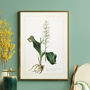 Wood Hyacinth Vintage Plant Print from 1959 Orchid Original Lithograph Botanical Illustration Gift for Nature Lovers Wildflower