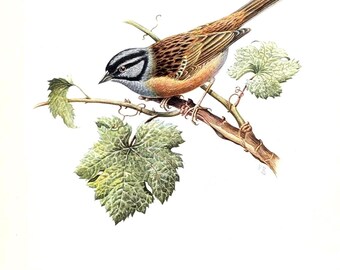 Rock Bunting Vintage Bird Print from 1952 Songbird Original Lithograph Antique Illustration with Mount Wild Bird Wall Art