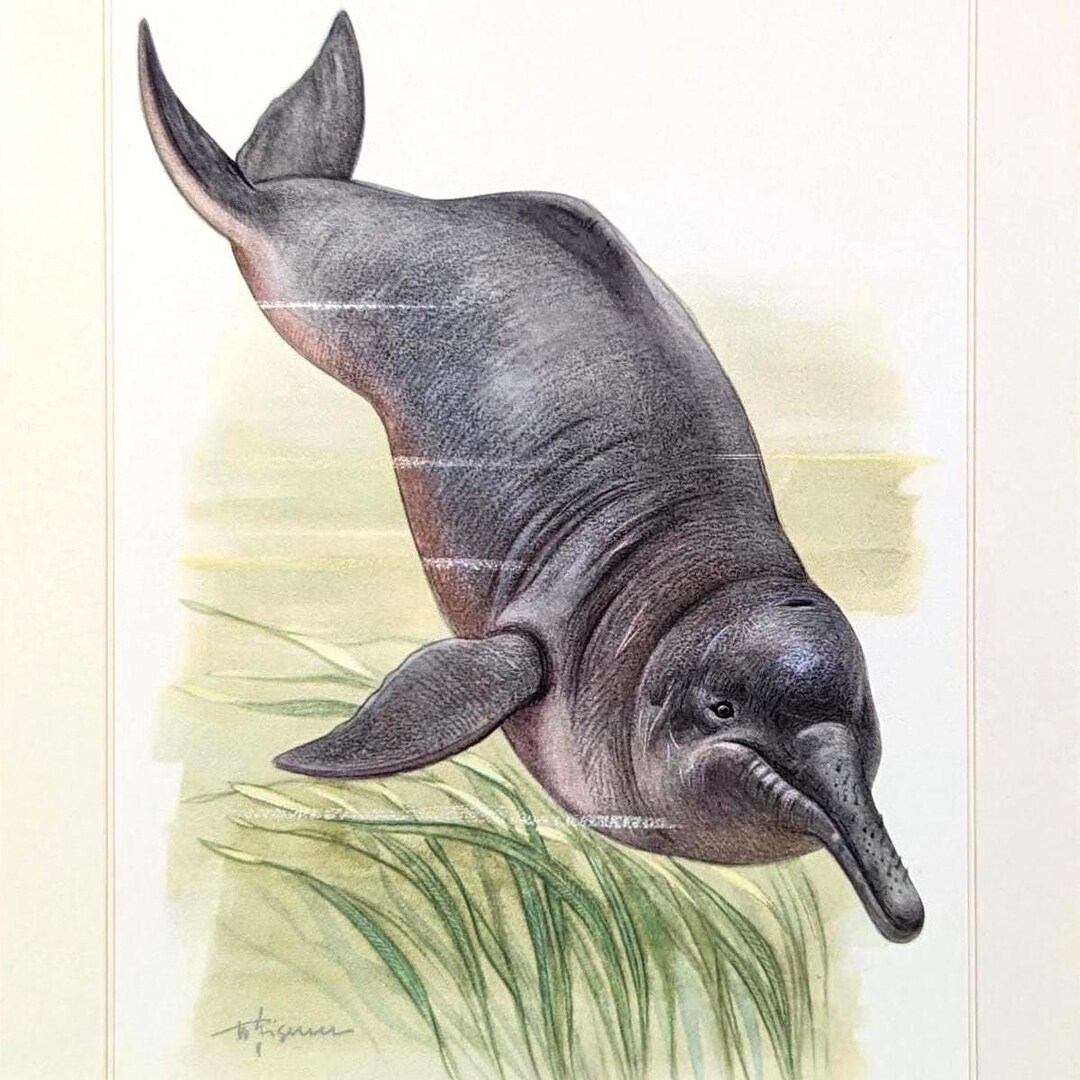 Amazon River Dolphin Vintage Animal Print From 1959, Dolphin Original ...
