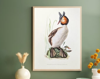 Great Crested Grebe originele print uit 1952 vintage poster wilde vogels oude illustratie