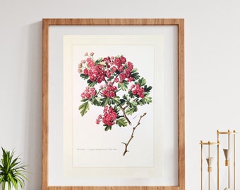 Hawthorn original print from 1959 vintage poster botanical illustration rose family