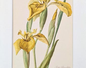 May include: A botanical illustration of yellow iris flowers with green stems and leaves. The flowers have detailed veining and a soft, textured appearance. The image includes the text "Gelbe Schwertlilie Iris Beaudacous".